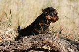 YORKSHIRE TERRIER 513